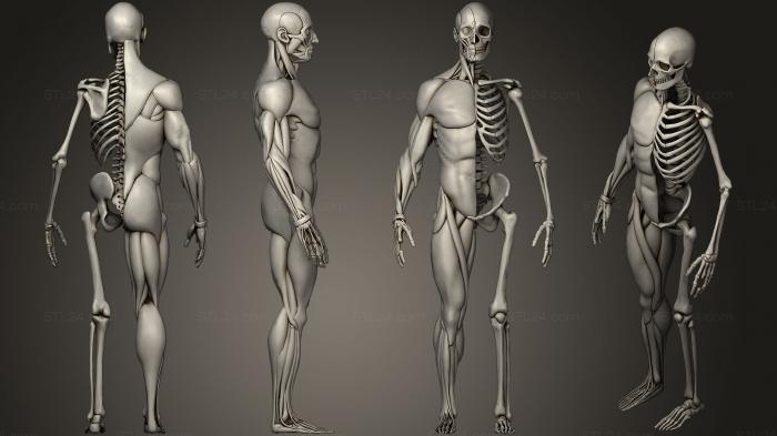 Анатомия скелеты и черепа (ЧЕЛОВЕК, ANTM_0729) 3D модель для ЧПУ станка